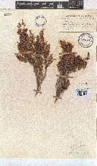 Erica gracilis image