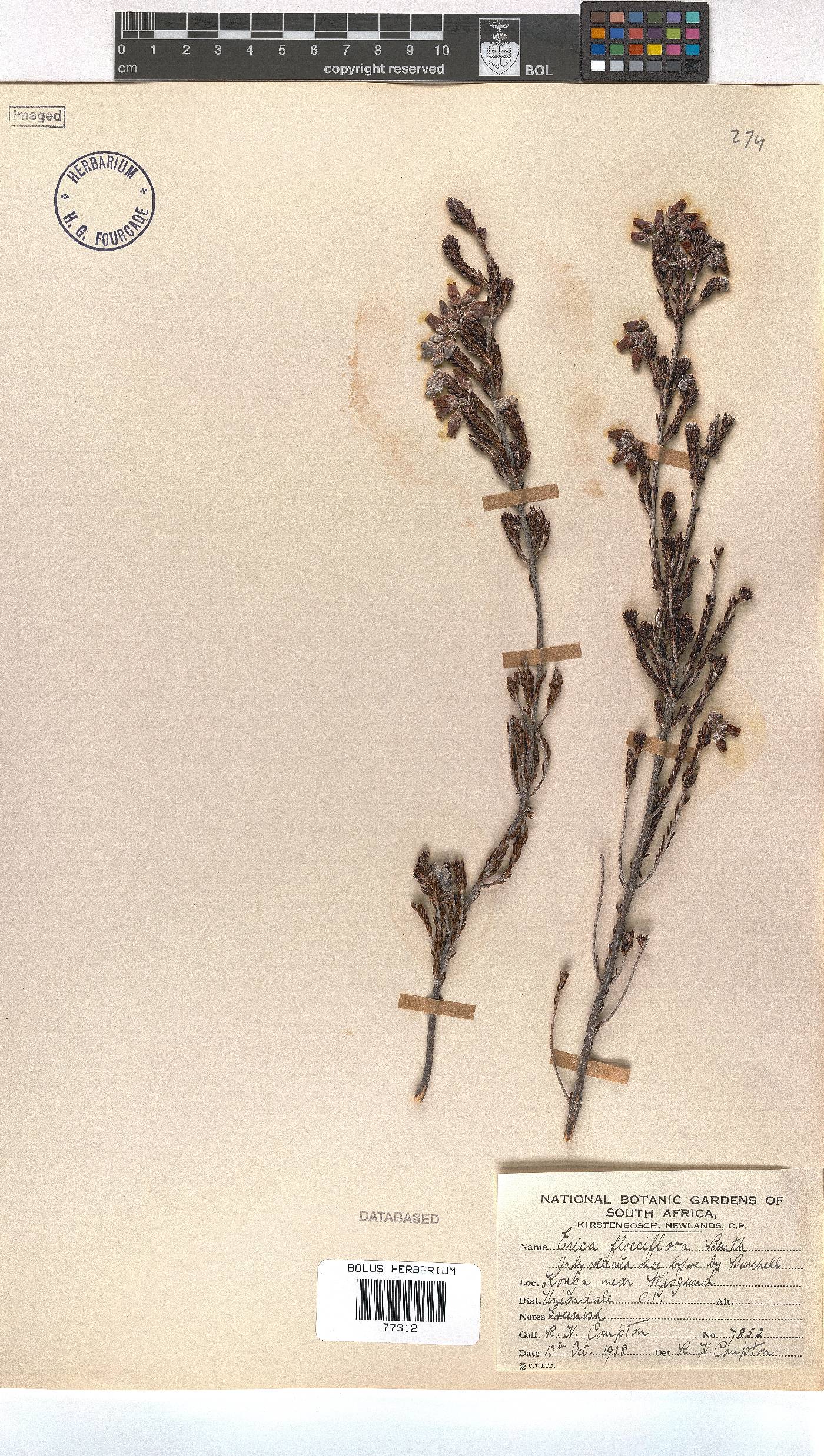 Erica flocciflora image