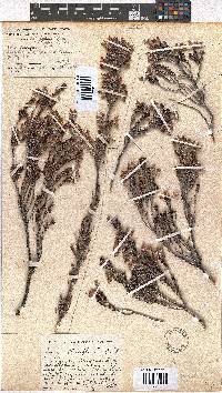 Erica flocciflora image