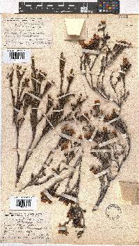 Erica nubigena image