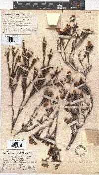 Erica nubigena image