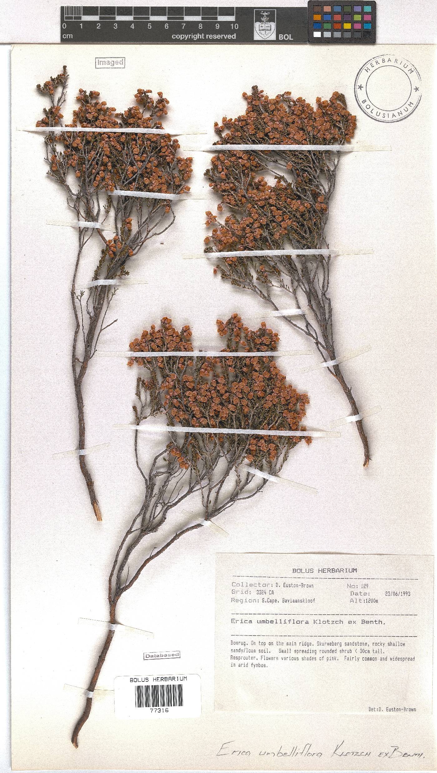 Erica umbelliflora image