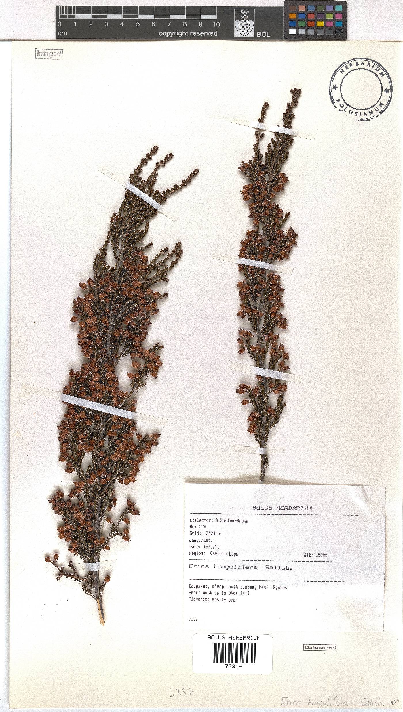 Erica tragulifera image