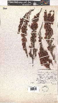 Erica glomiflora image