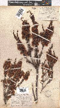 Erica glomiflora image