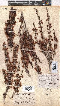 Erica glomiflora image