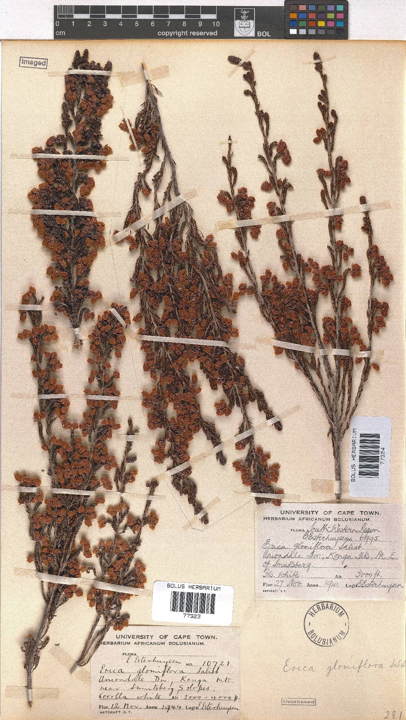 Erica glomiflora image