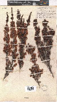 Erica glomiflora image