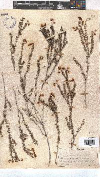 Erica glumiflora image