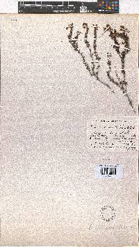 Erica carduifolia image