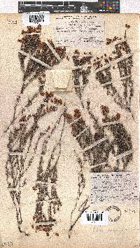 Erica carduifolia image