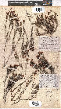 Erica carduifolia image