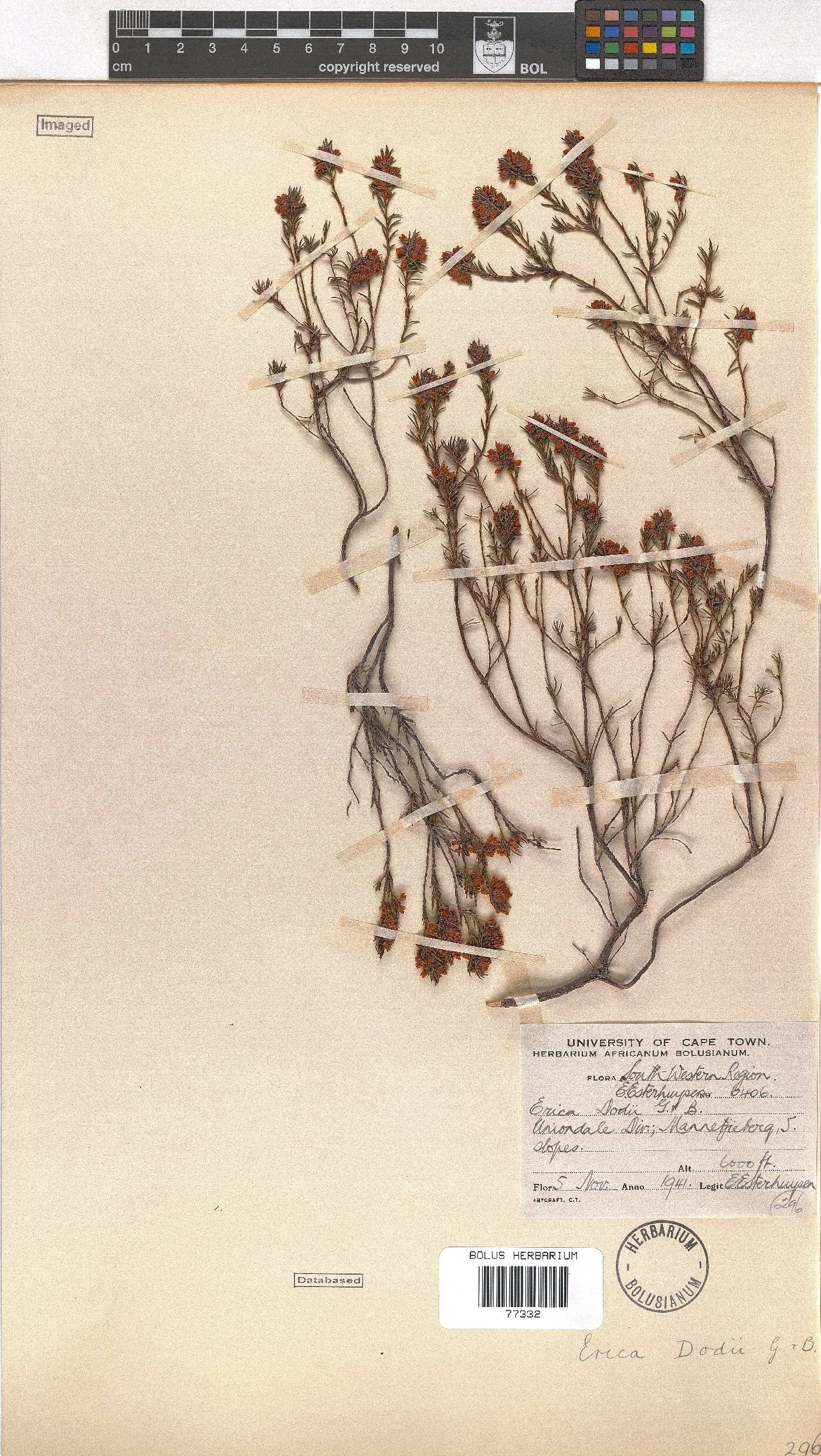Erica dodii image