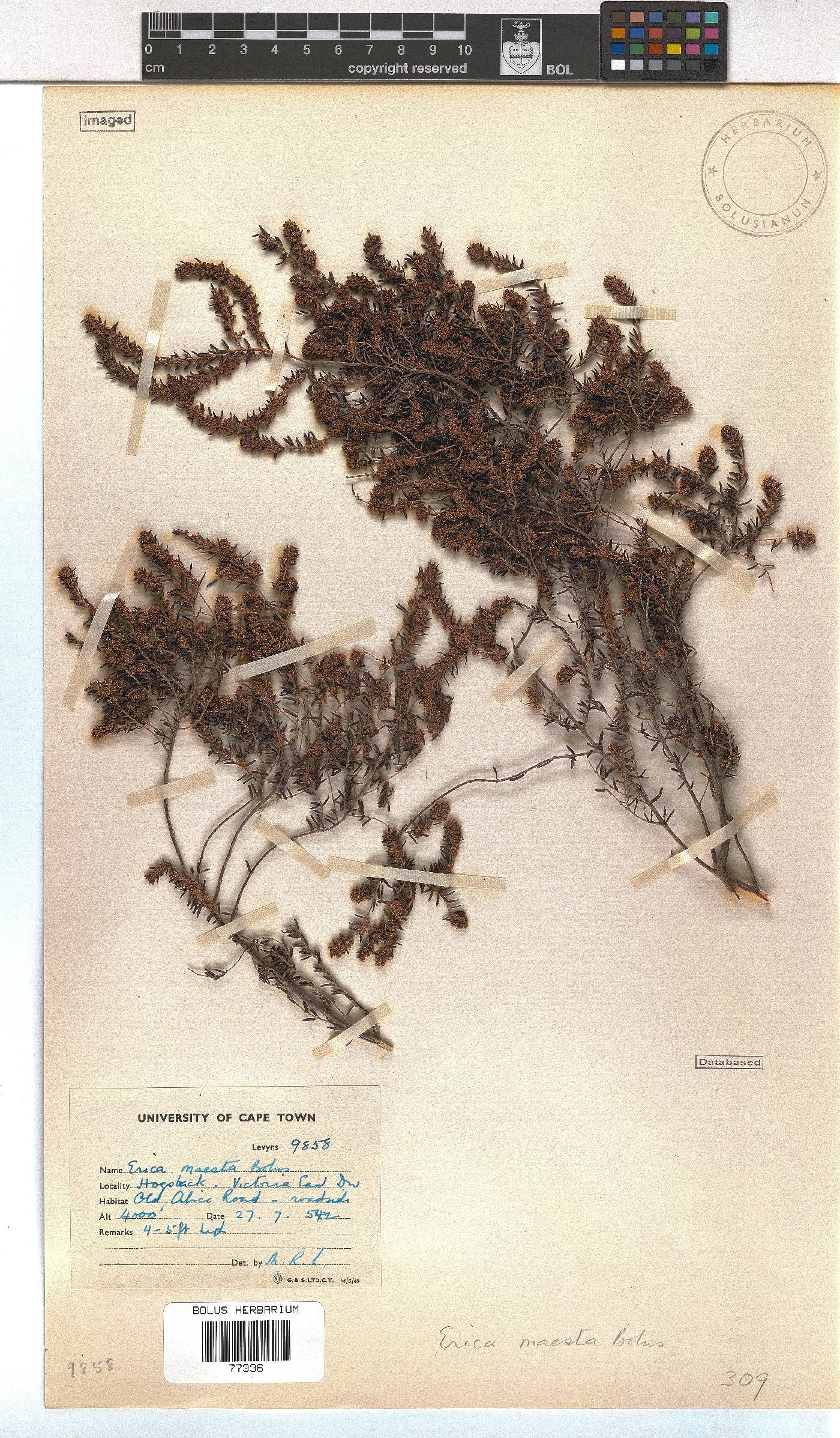 Erica maesta image