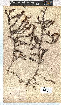 Erica maesta var. maesta image