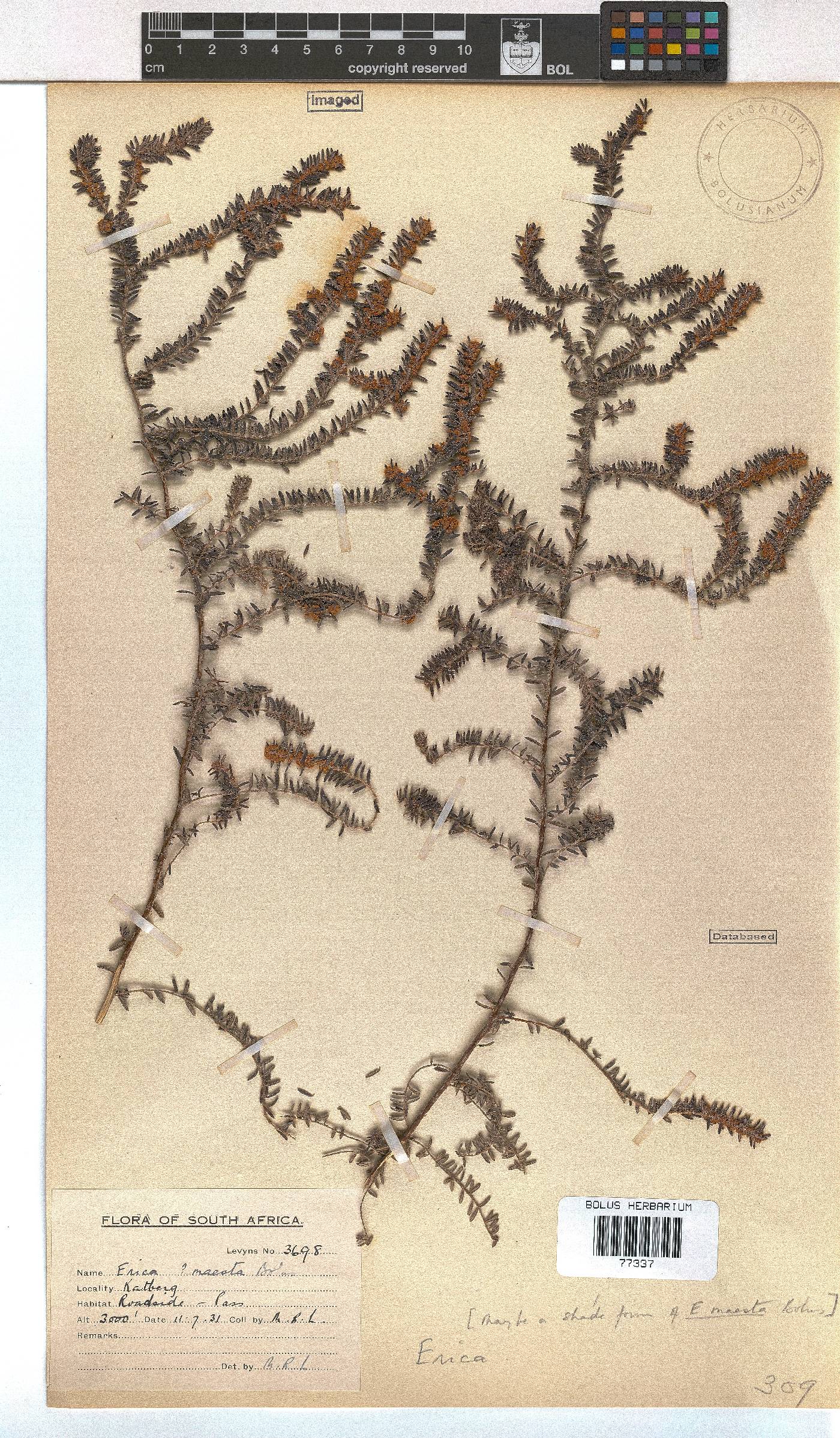 Erica maesta var. maesta image