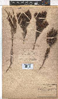 Erica maesta var. maesta image