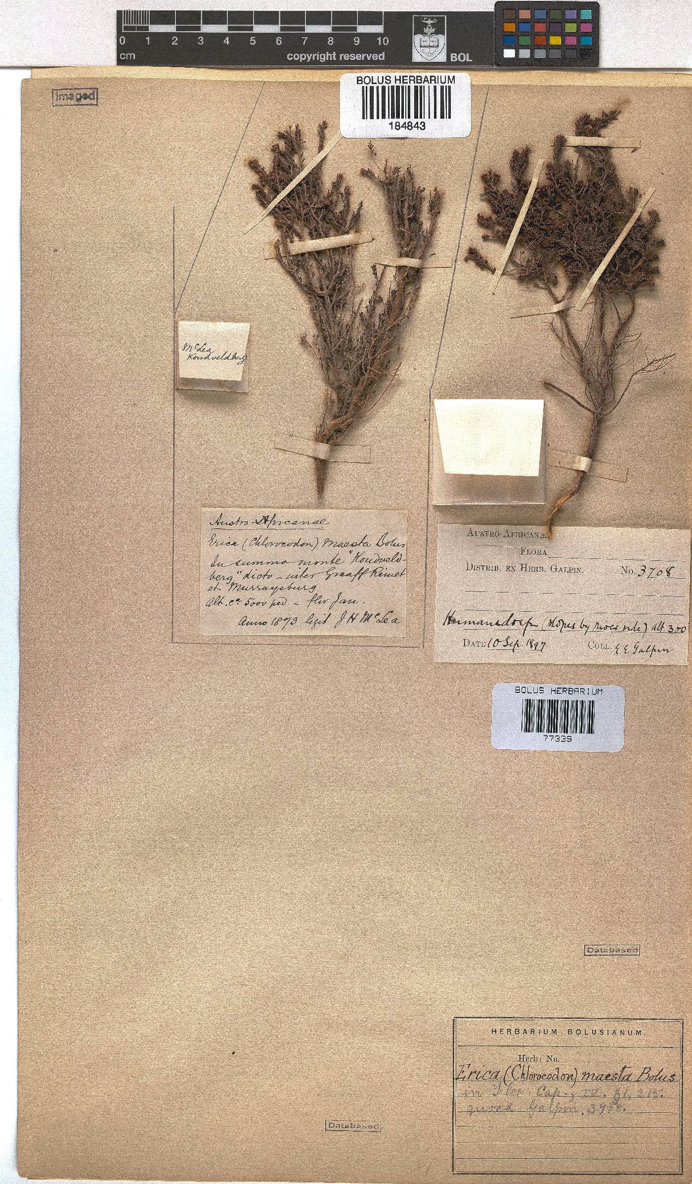 Erica maesta var. maesta image