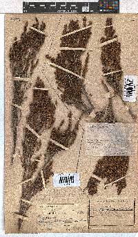 Erica maesta var. maesta image