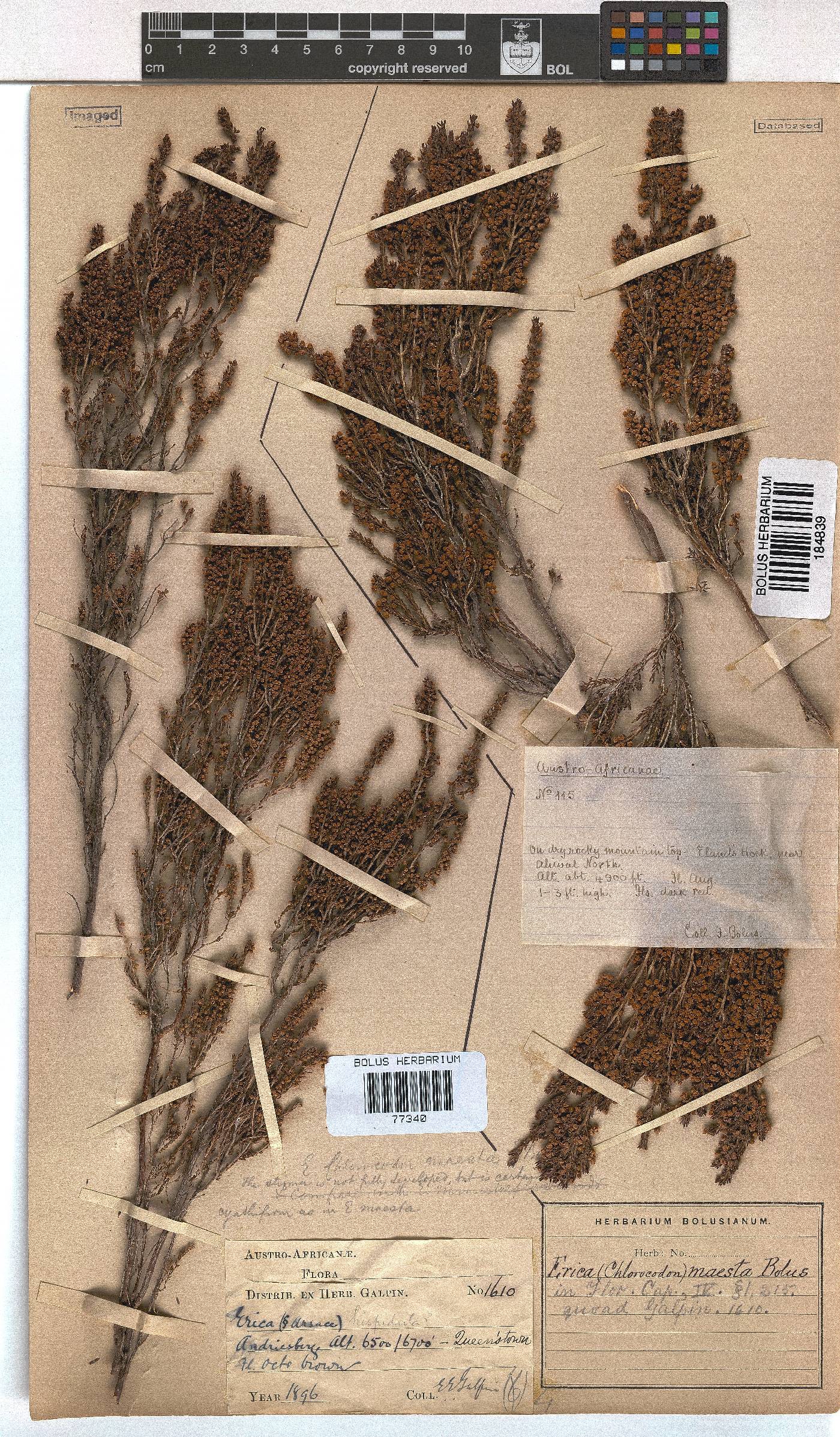 Erica maesta var. maesta image