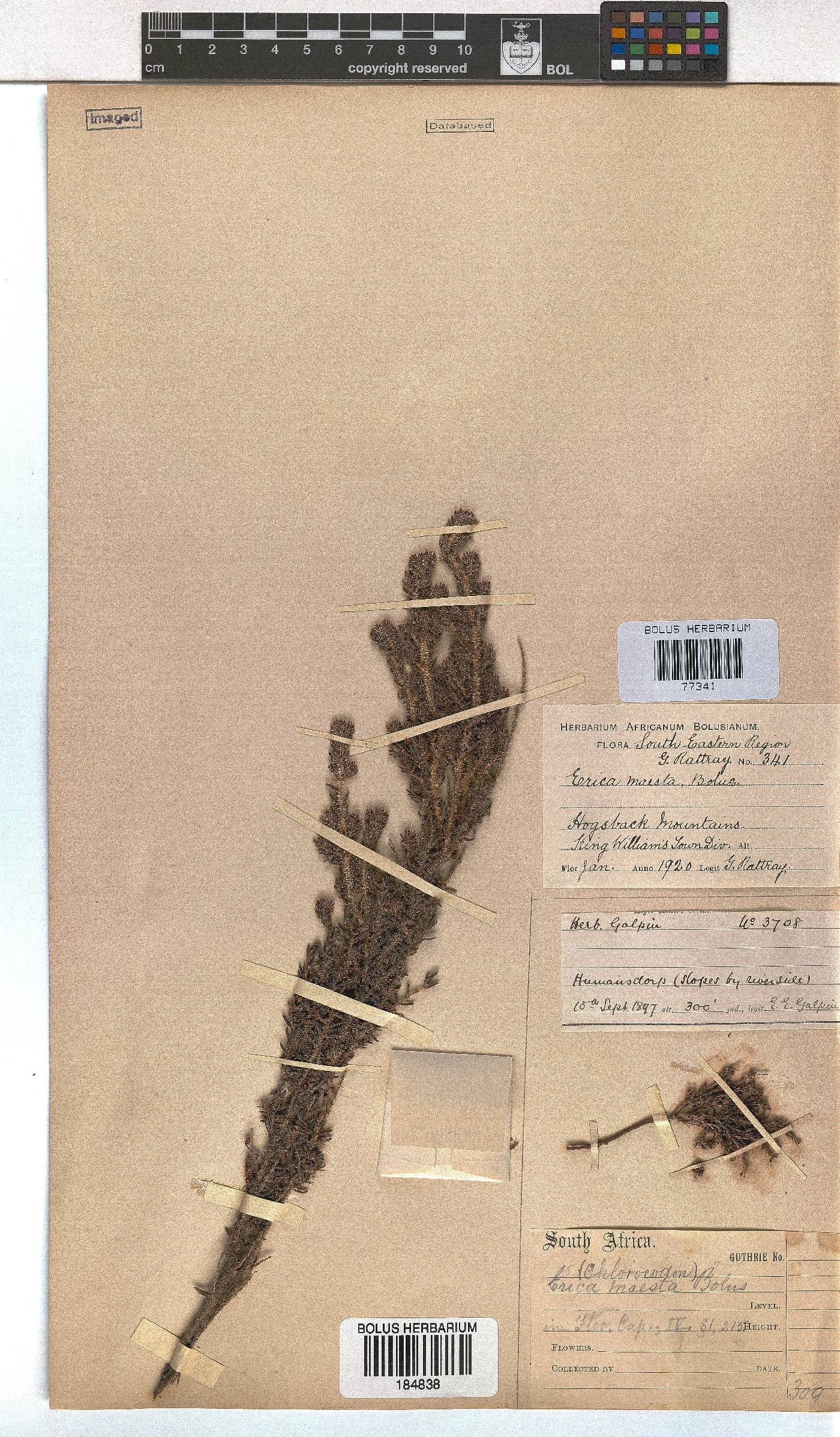 Erica maesta var. maesta image