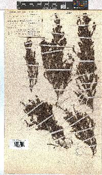 Erica maesta var. maesta image