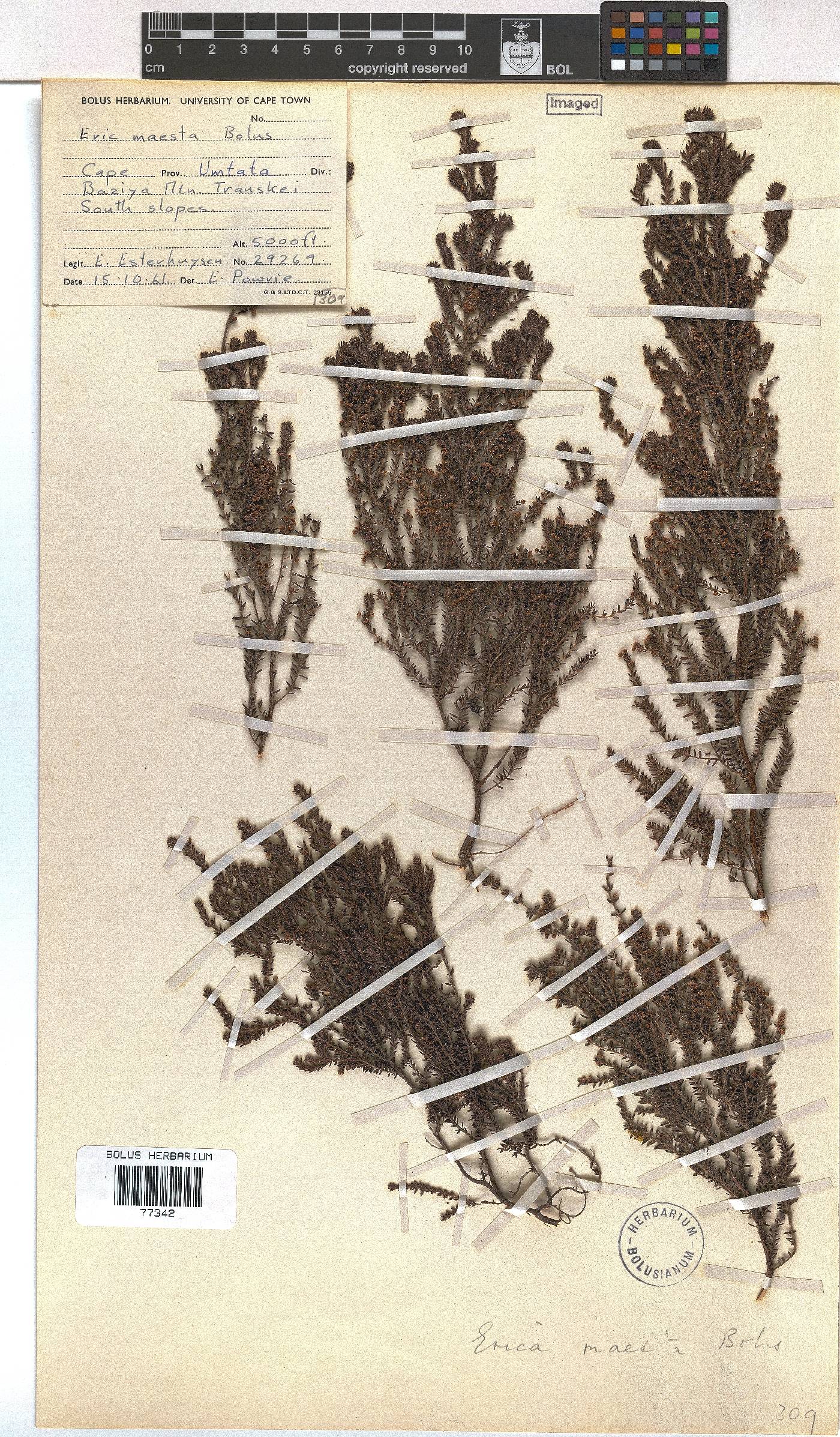 Erica maesta var. maesta image