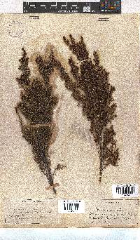 Erica maesta var. maesta image