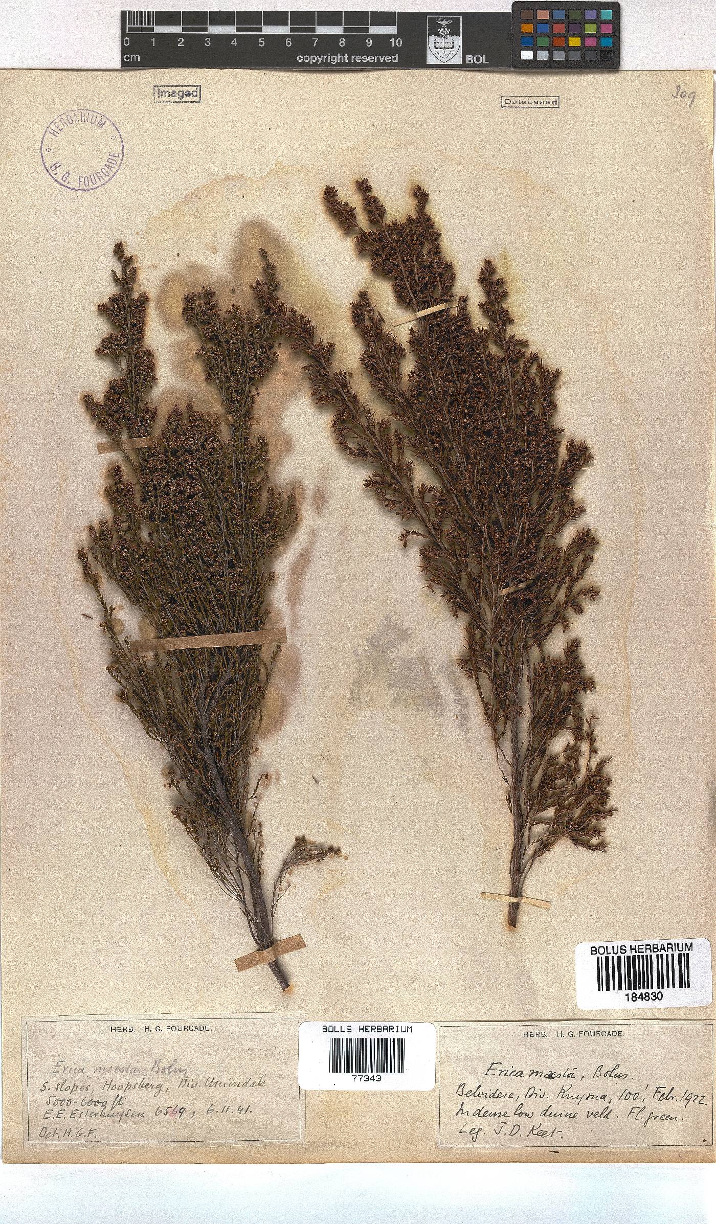 Erica maesta var. maesta image