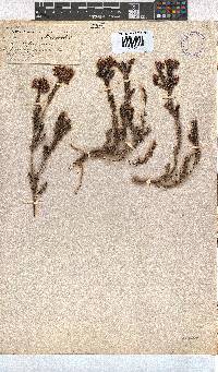 Erica stylaris image