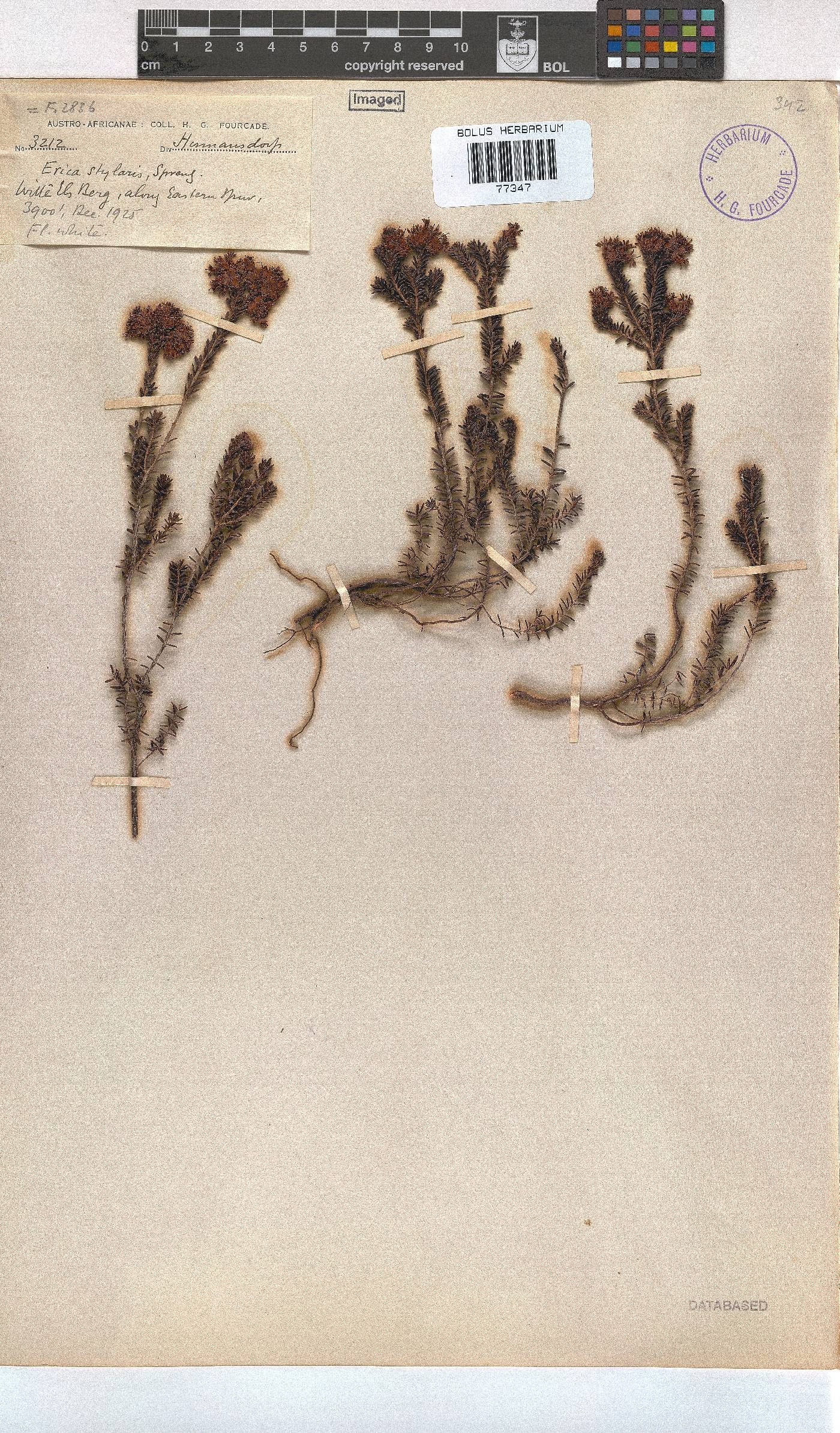 Erica stylaris image