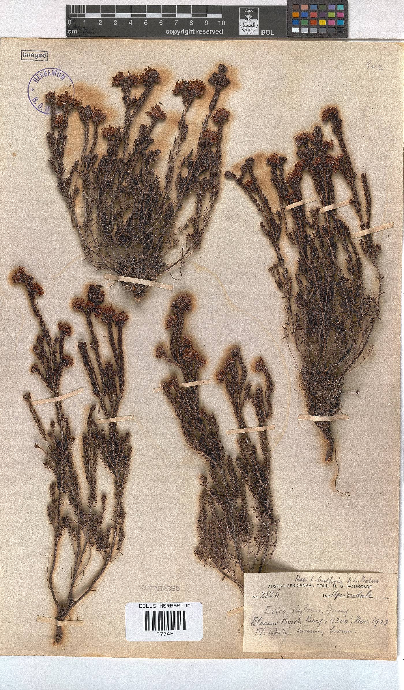 Erica stylaris image