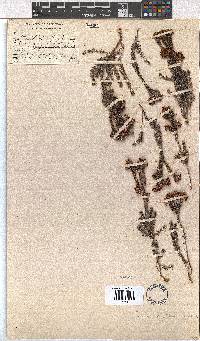 Erica stylaris image