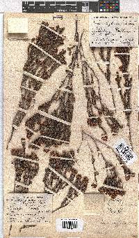 Erica stylaris image