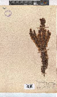 Erica penicilliformis image