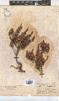 Erica penicilliformis image