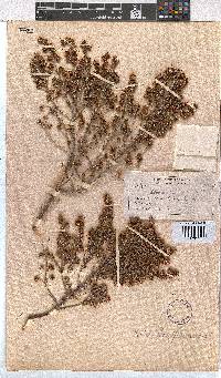 Erica glumiflora image