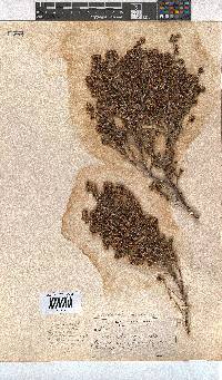 Erica orientalis image