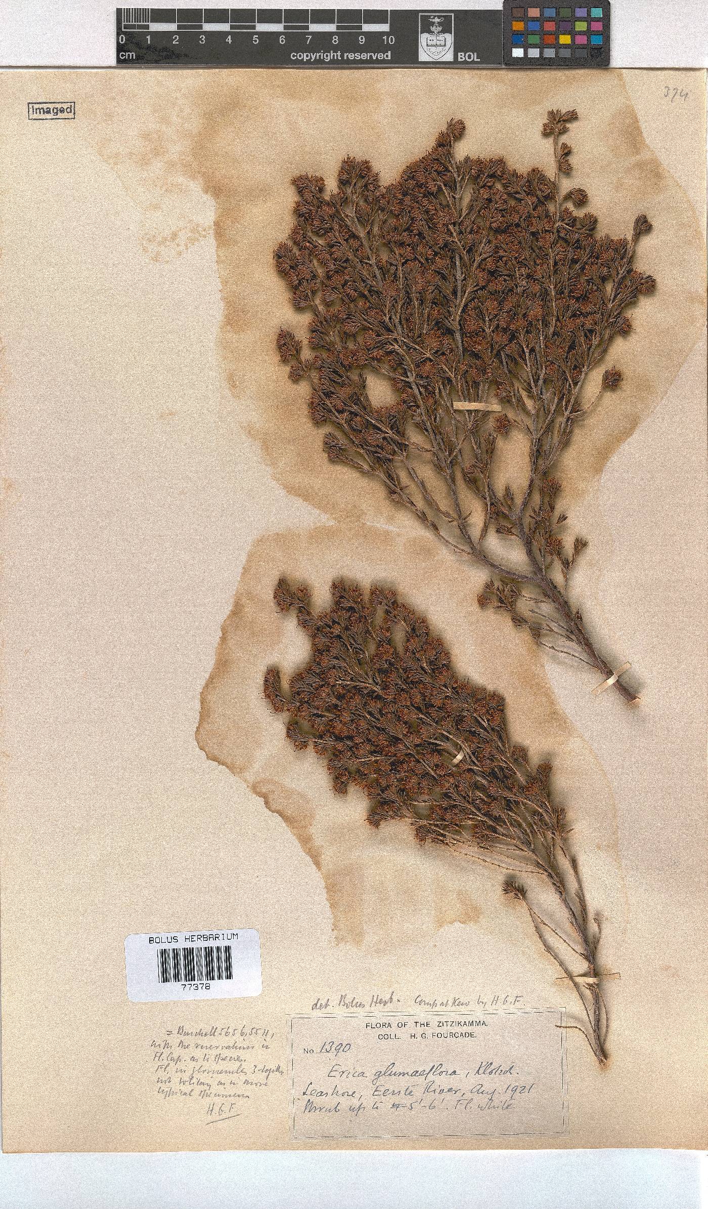 Erica orientalis image