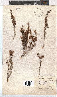 Erica orientalis image