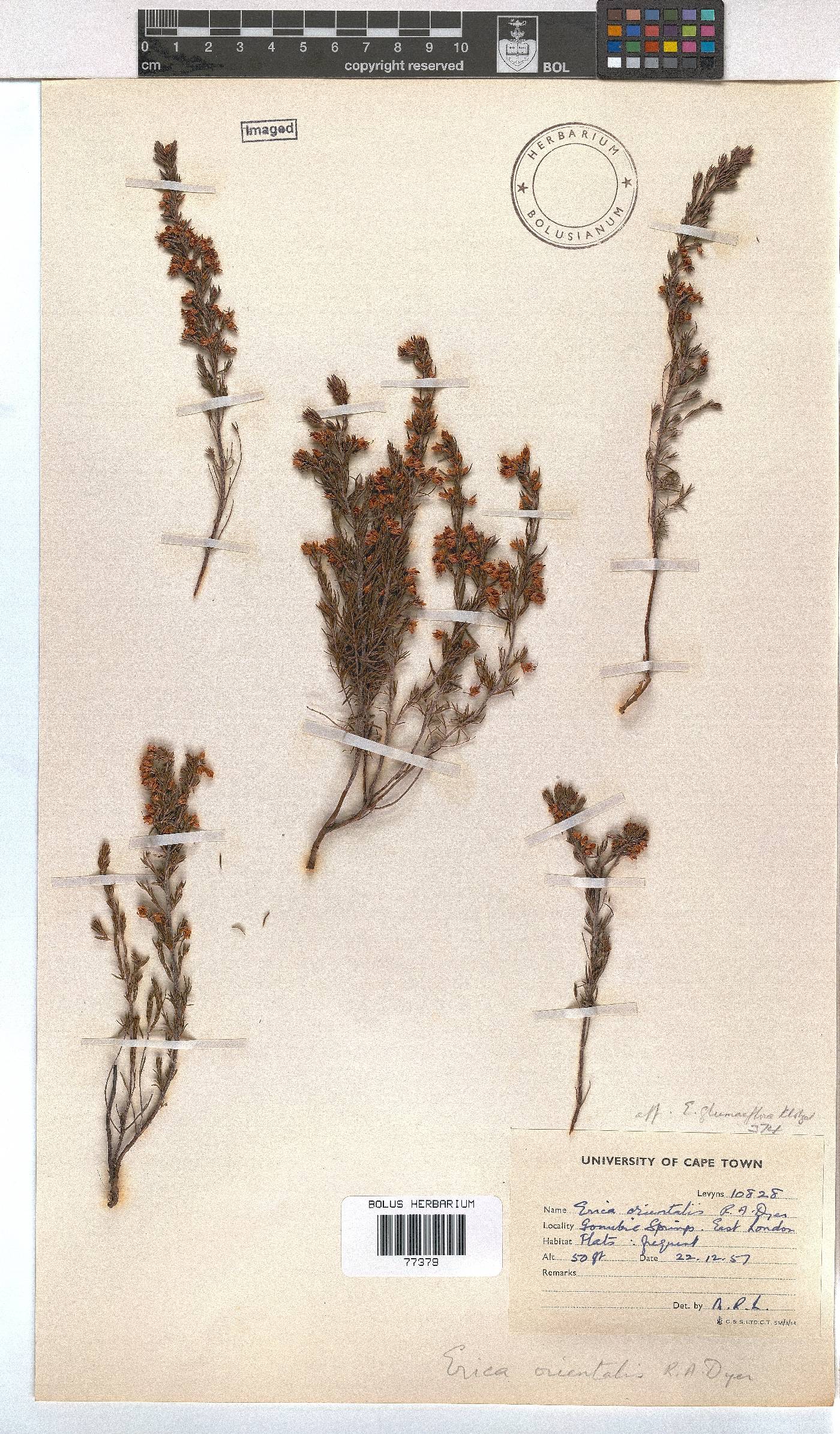 Erica orientalis image