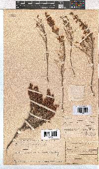 Erica orientalis image