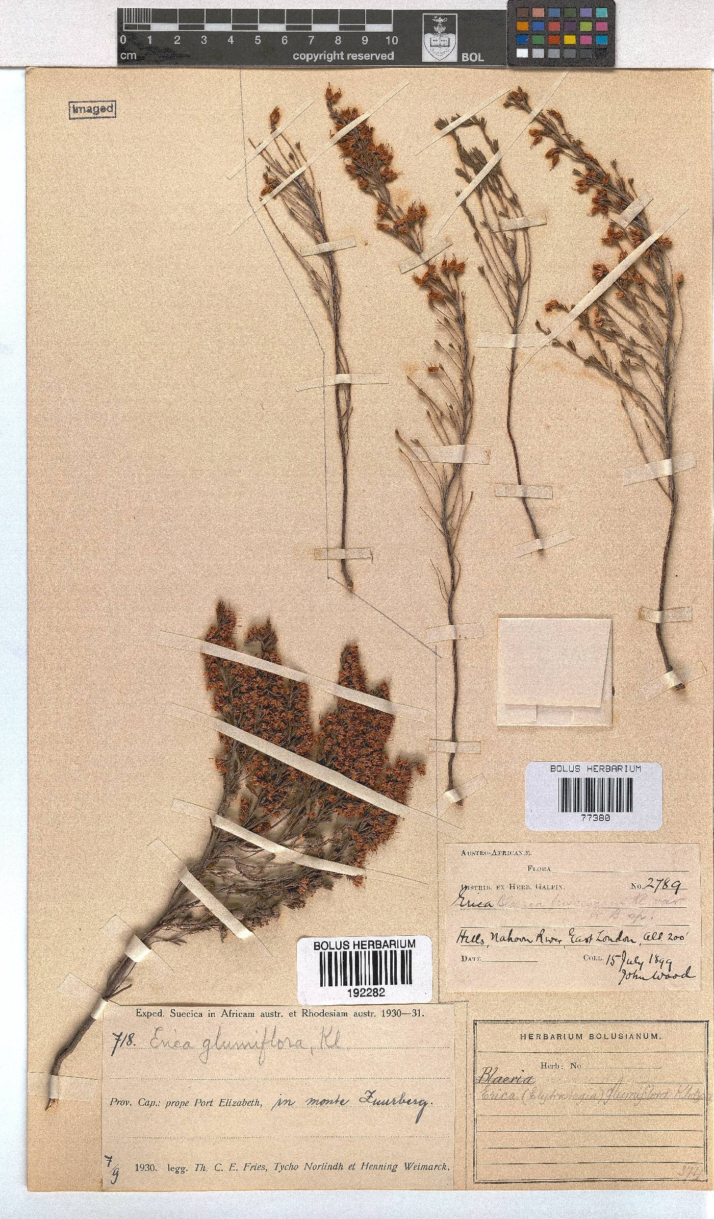 Erica orientalis image