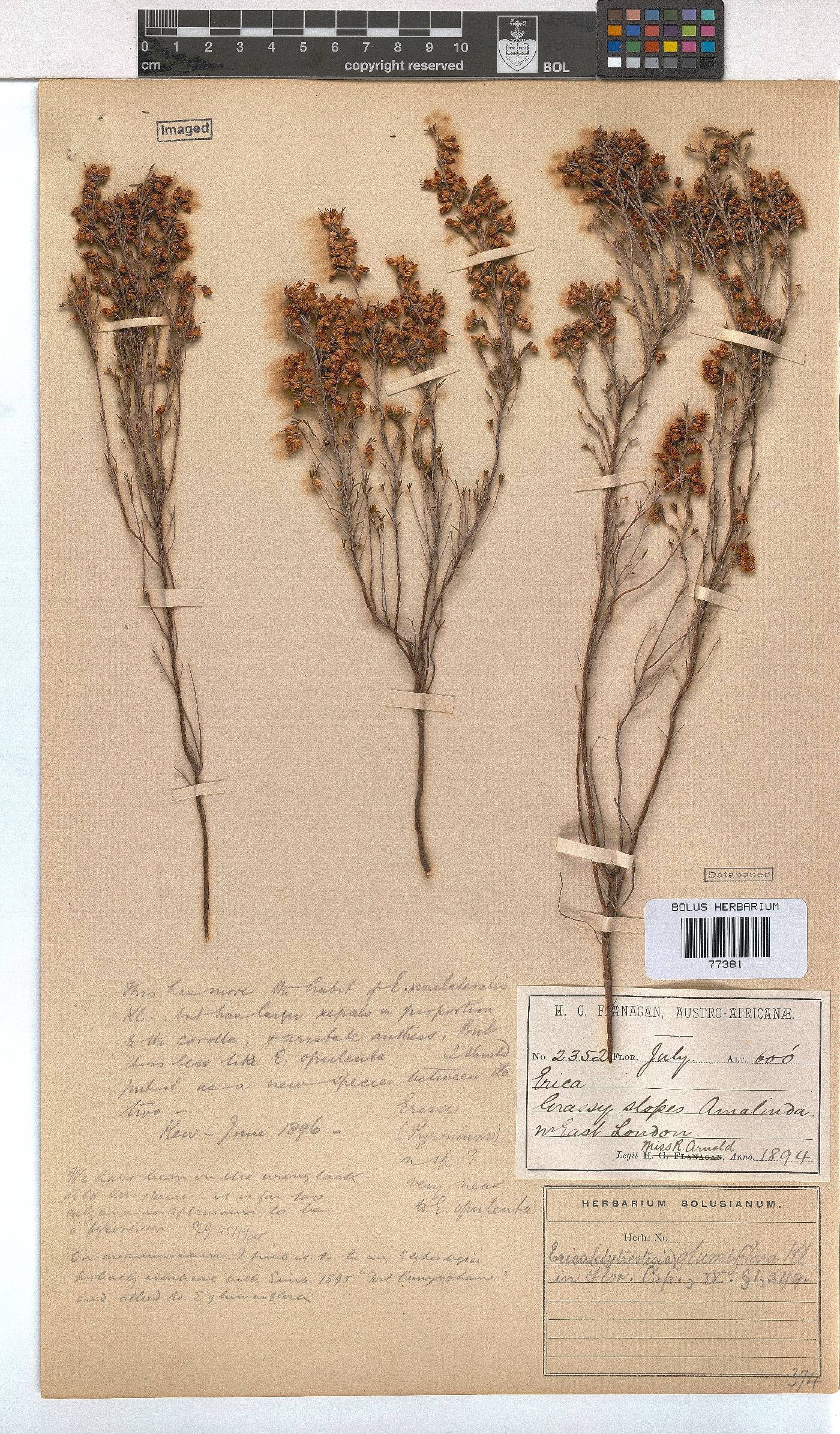 Erica orientalis image