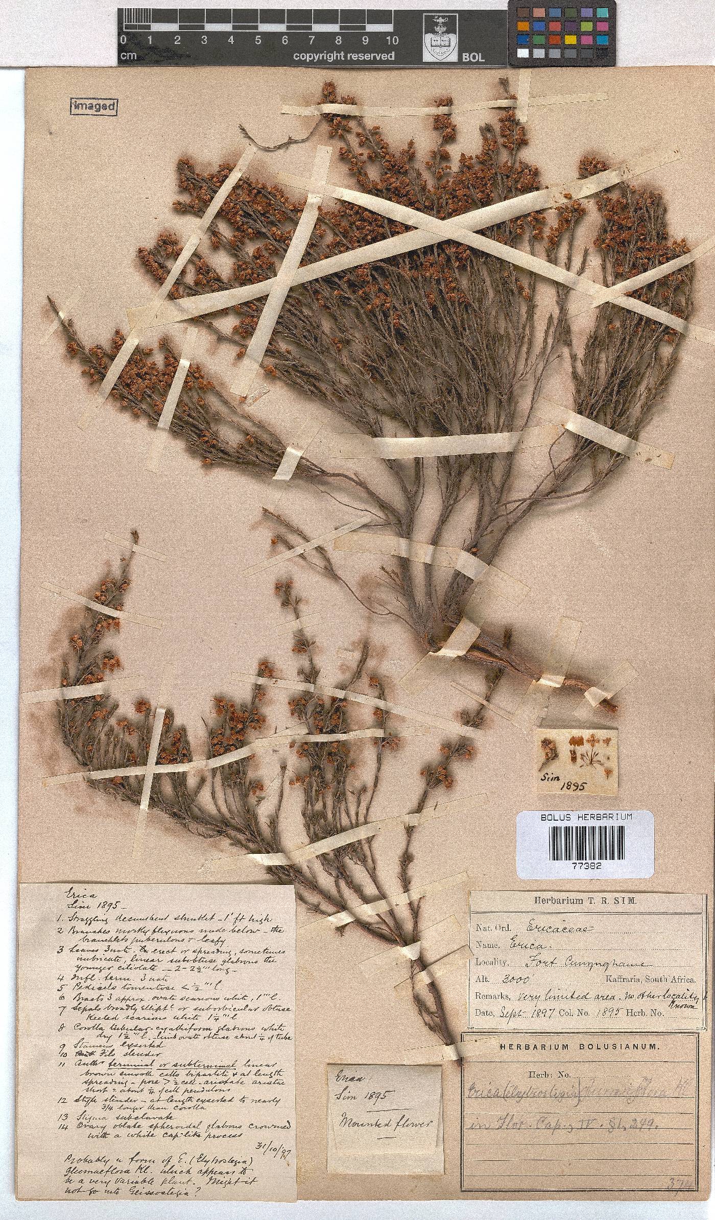 Erica orientalis image