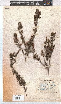 Erica brownleeae image