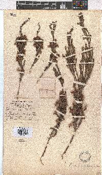 Erica brownleeae image