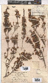 Erica brownleeae image