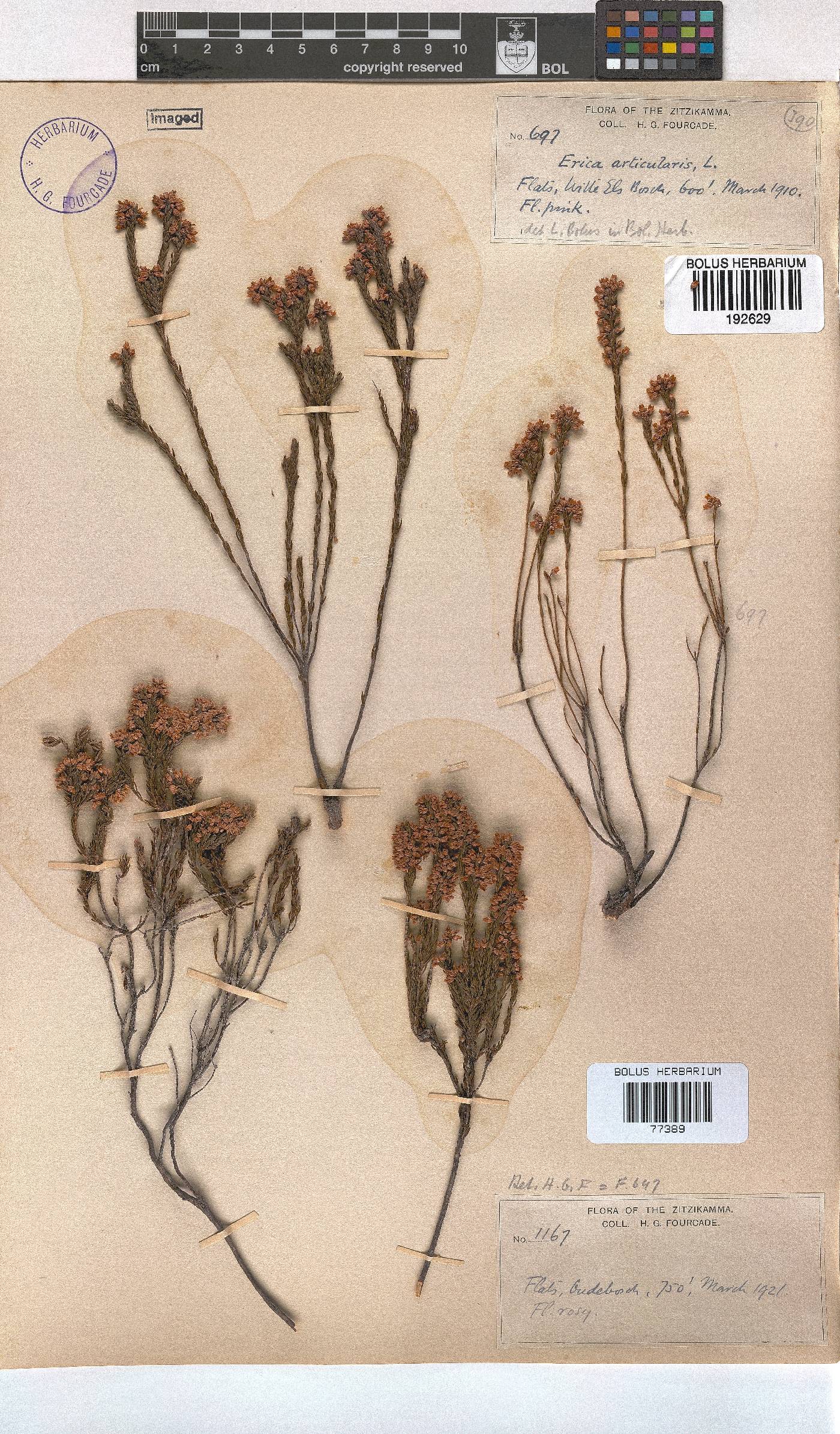 Erica articularis var. articularis image