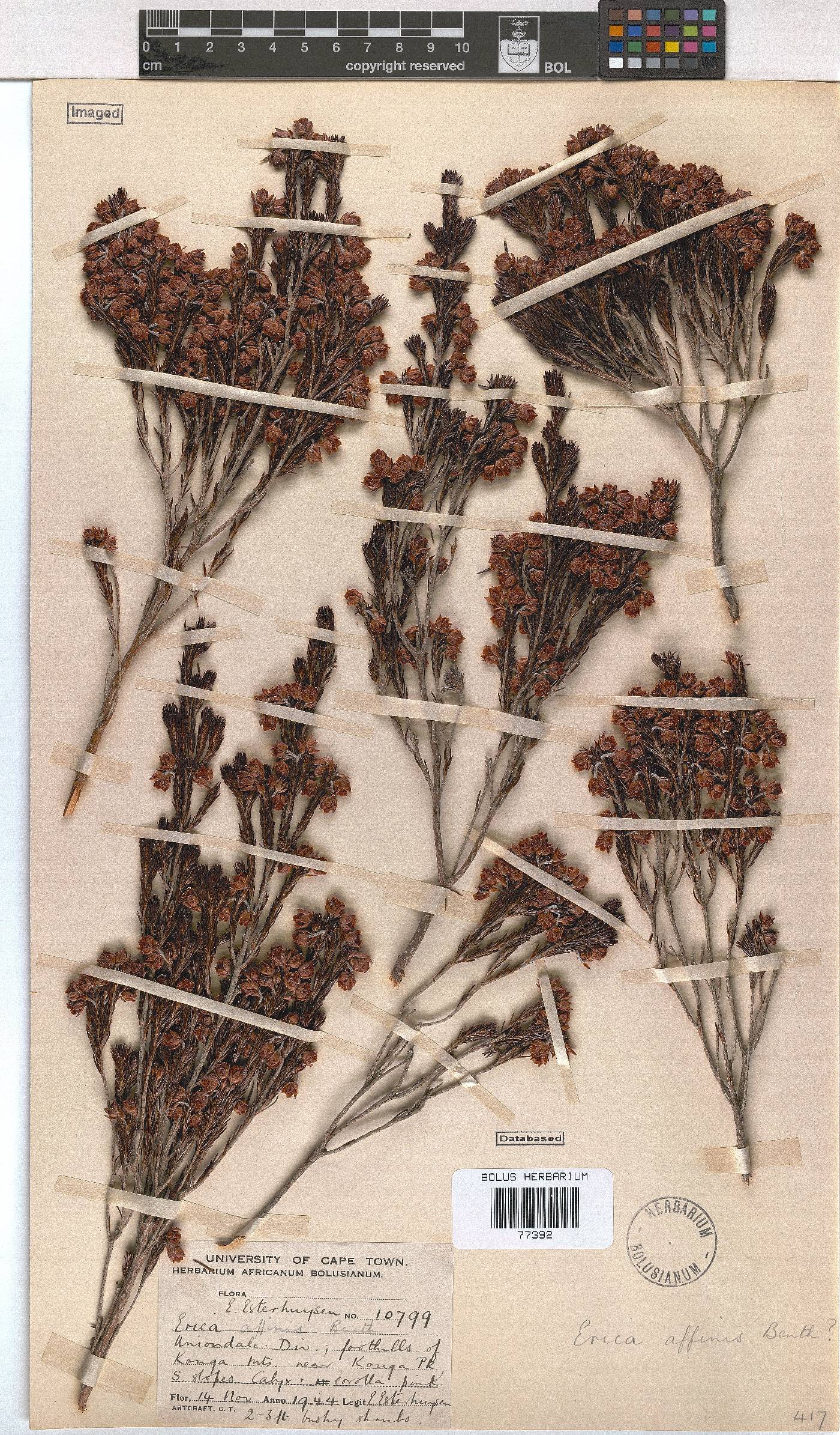 Erica affinis image